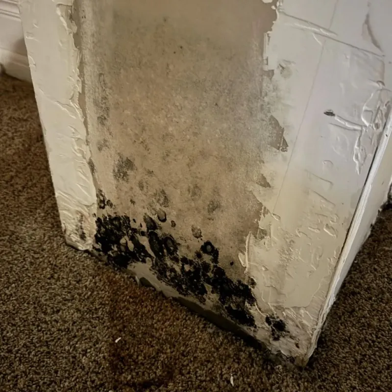 Professional Mold Removal in Bethel Acres, OK